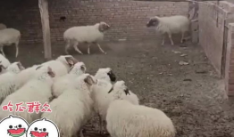 今日爆料吃瓜三只羊,揭秘娱乐圈幕后真相